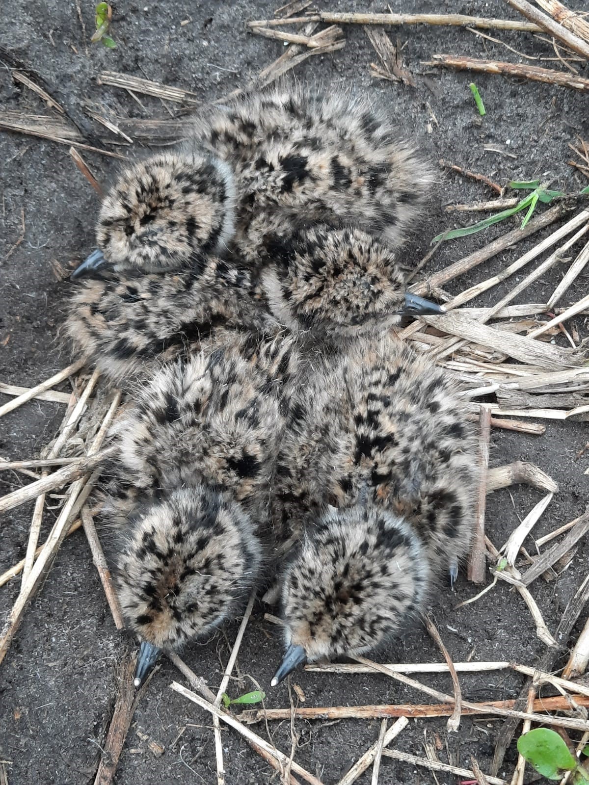 Kuikentjes in het dons