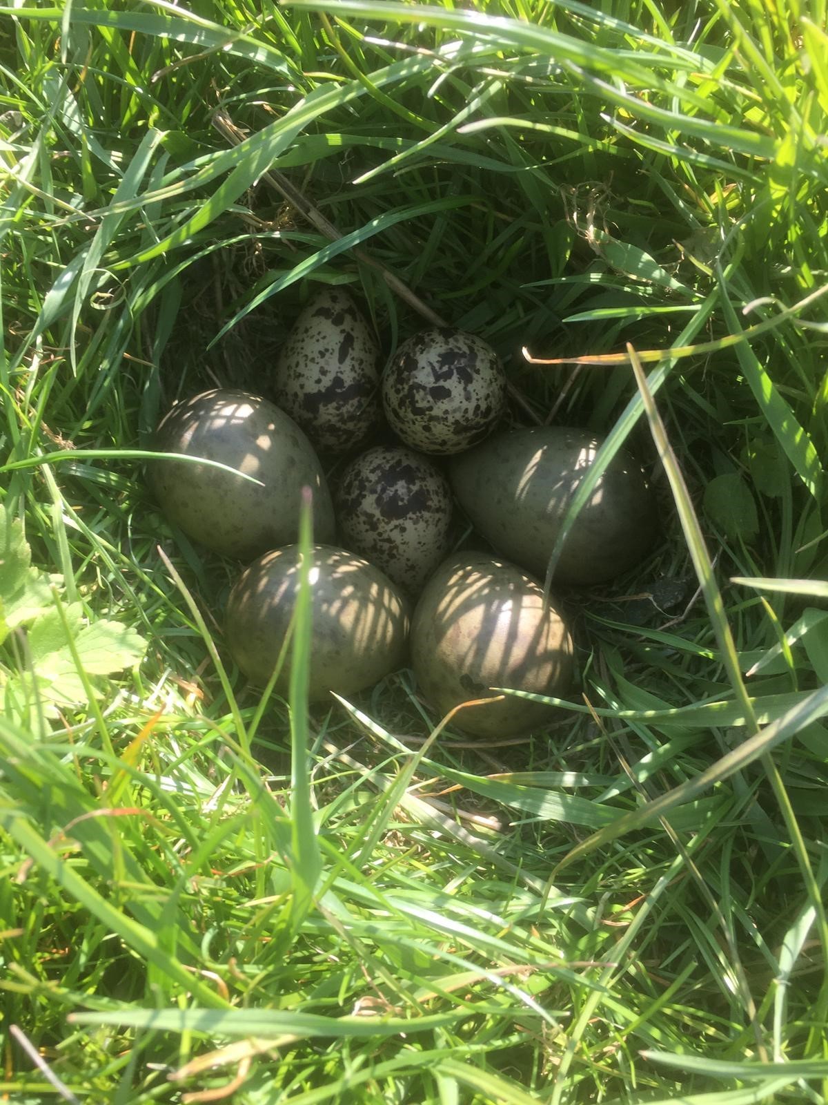 Vreemde zevenklapper